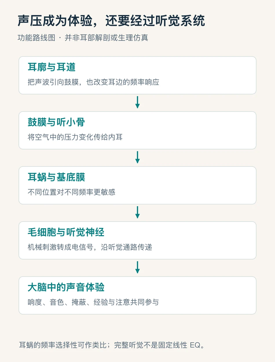 声波经过外耳 中耳 耳蜗 毛细胞与听觉神经成为体验的功能路线图