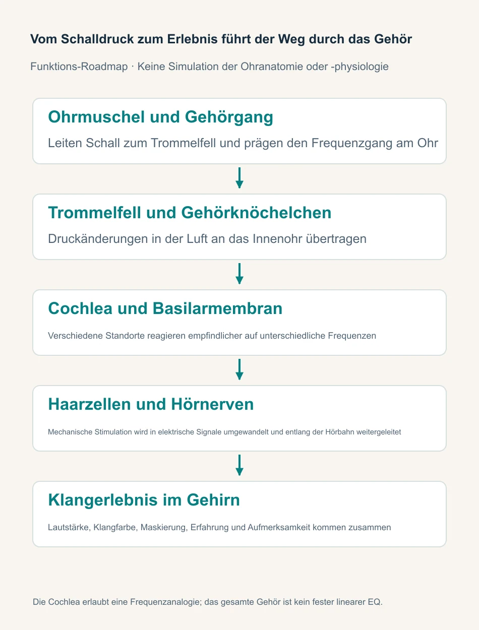 Funktionsweg vom Außenohr über Mittelohr, Cochlea, Haarzellen und Hörnerv zur Wahrnehmung