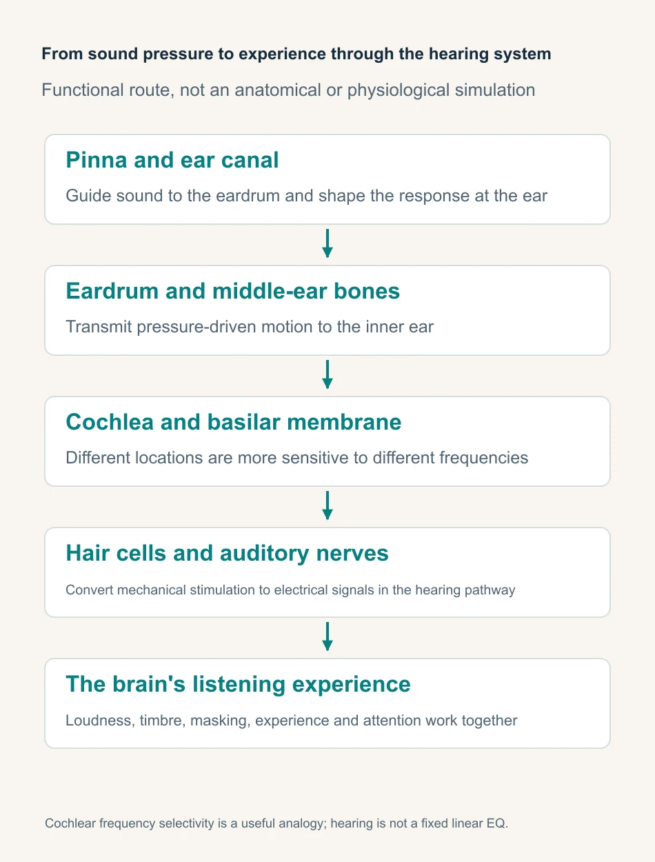 The functional path from sound through the outer ear, middle ear, cochlea, hair cells and auditory nerves to a listening experience