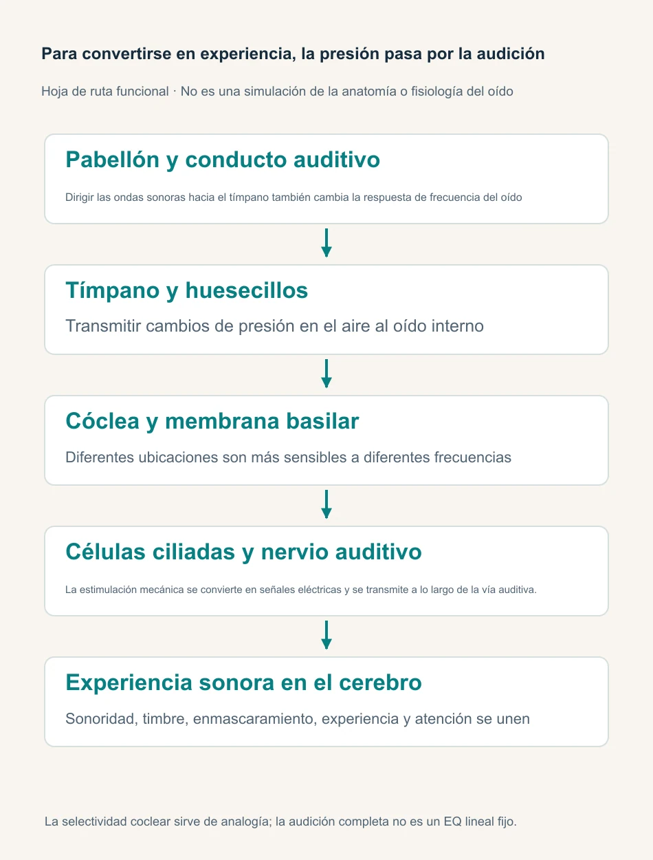 Recorrido funcional desde el oído externo, el oído medio y la cóclea hasta las células ciliadas, los nervios y la percepción