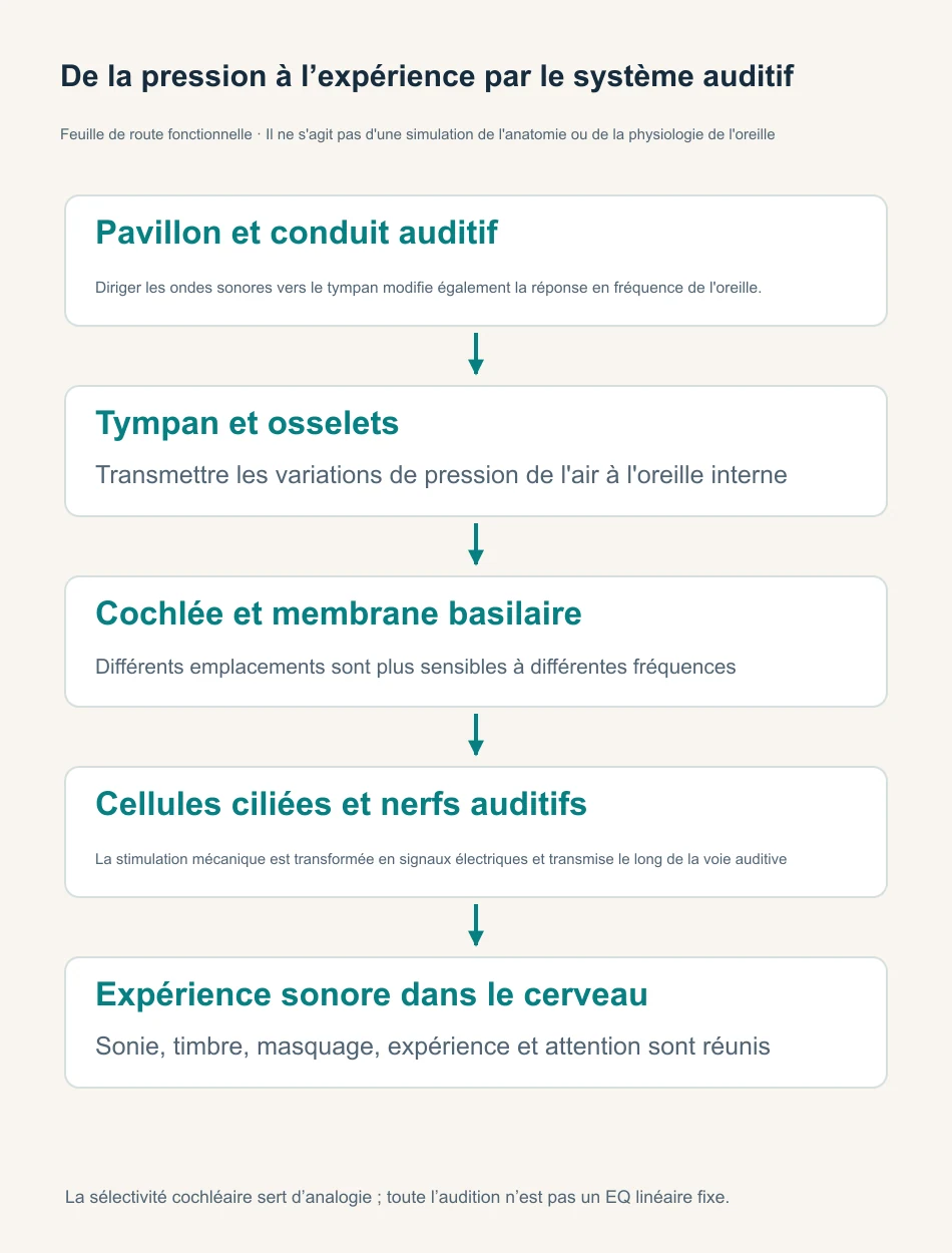 Parcours fonctionnel de l’oreille externe et moyenne vers la cochlée, les cellules ciliées, les nerfs et la perception