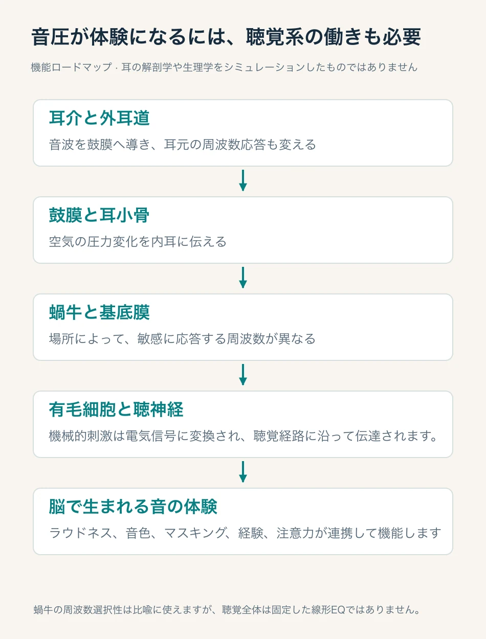 外耳、中耳、蝸牛、有毛細胞、聴神経を経て、音圧が体験になるまでの機能的な経路