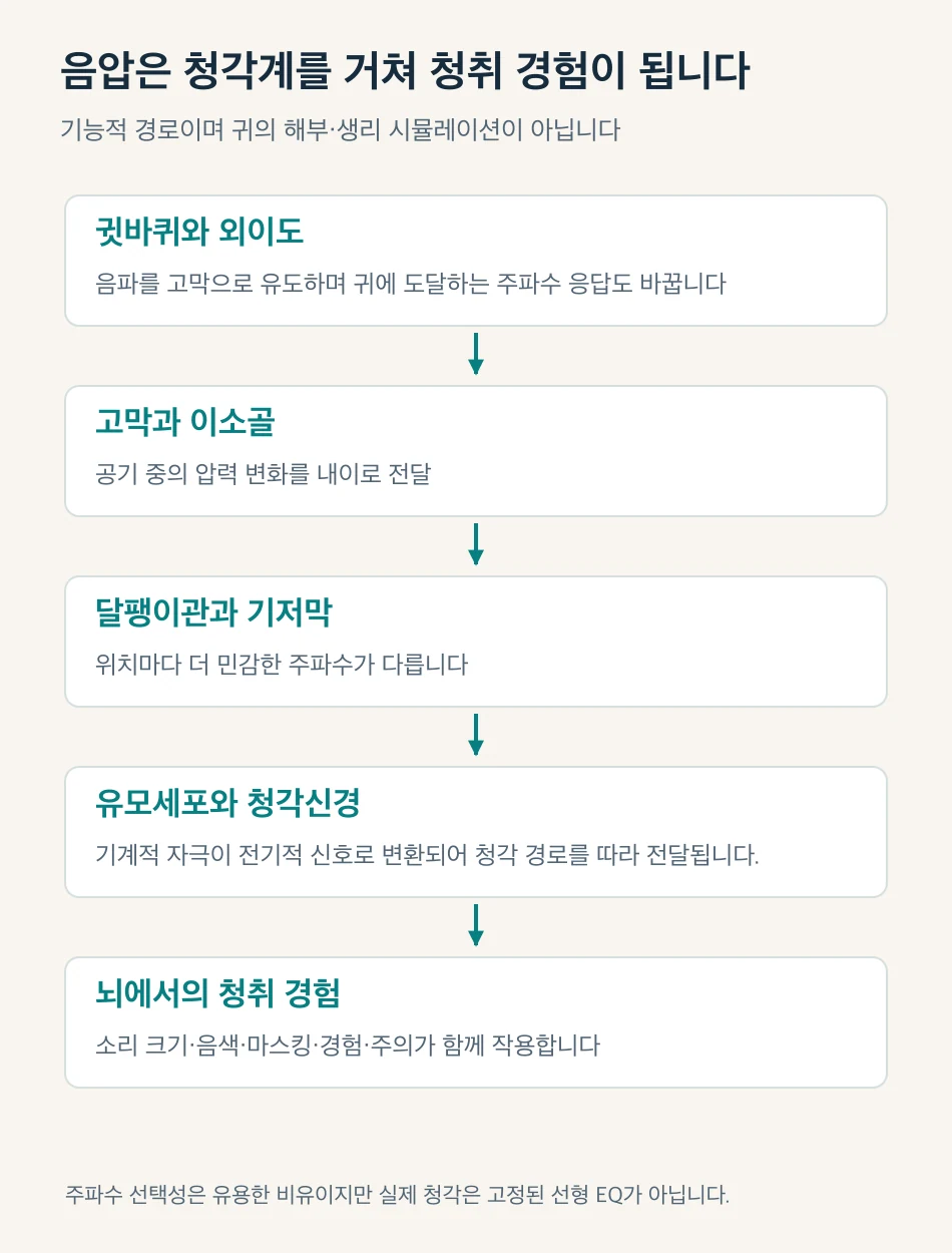 소리가 외이·중이·달팽이관·유모세포·청각신경을 거쳐 청취 경험으로 이어지는 기능적 경로