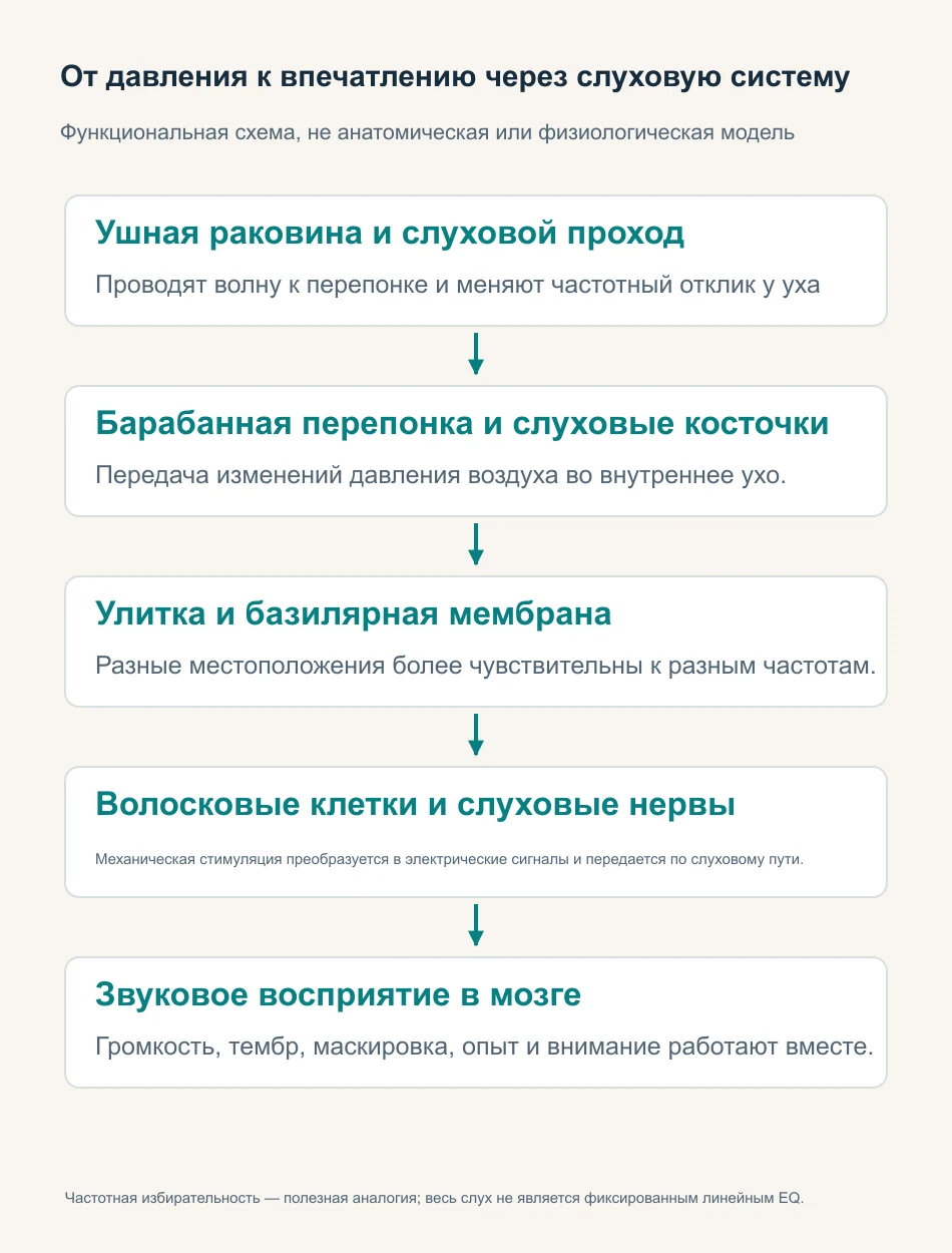 Функциональный путь от наружного и среднего уха к улитке, волосковым клеткам, нервам и восприятию