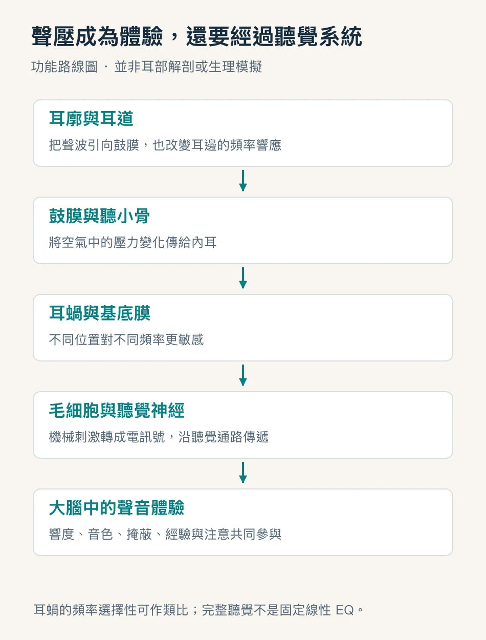 聲波經過外耳 中耳 耳蝸 毛細胞與聽覺神經成為體驗的功能路線圖