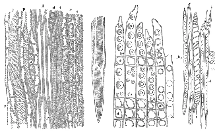 Historische botanische Illustration von Gefäßen, Tracheiden, Fasern und Strahlen, die verschiedene Komponenten der Holzanatomie zeigen.