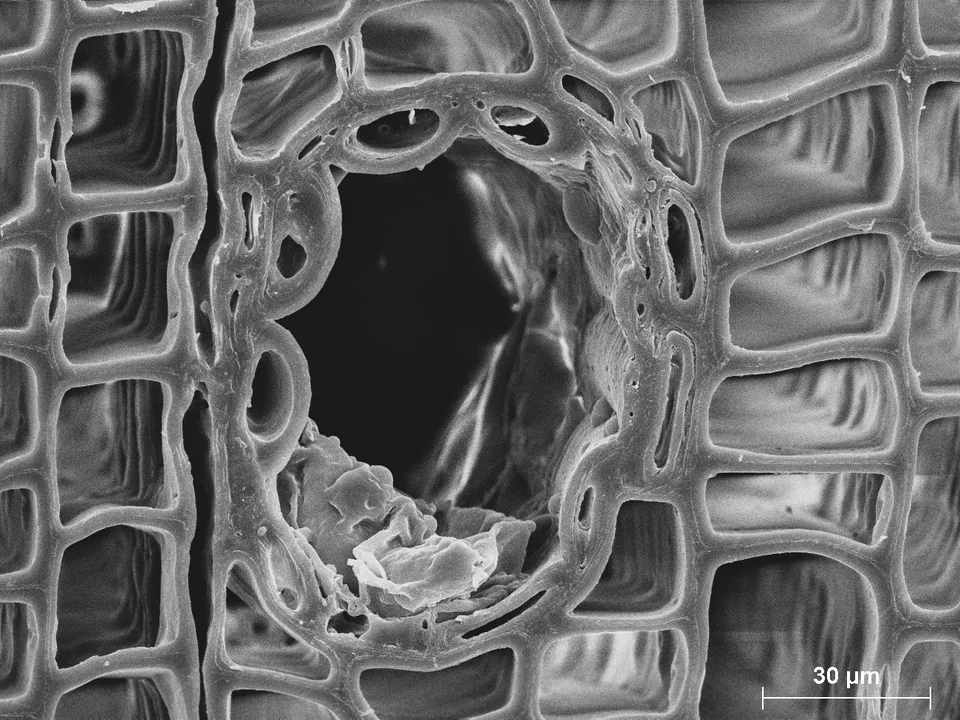 Mikroskopische Ansicht eines axialen Harzkanals in Fichte, mit einem 30-Mikrometer-Maßstab