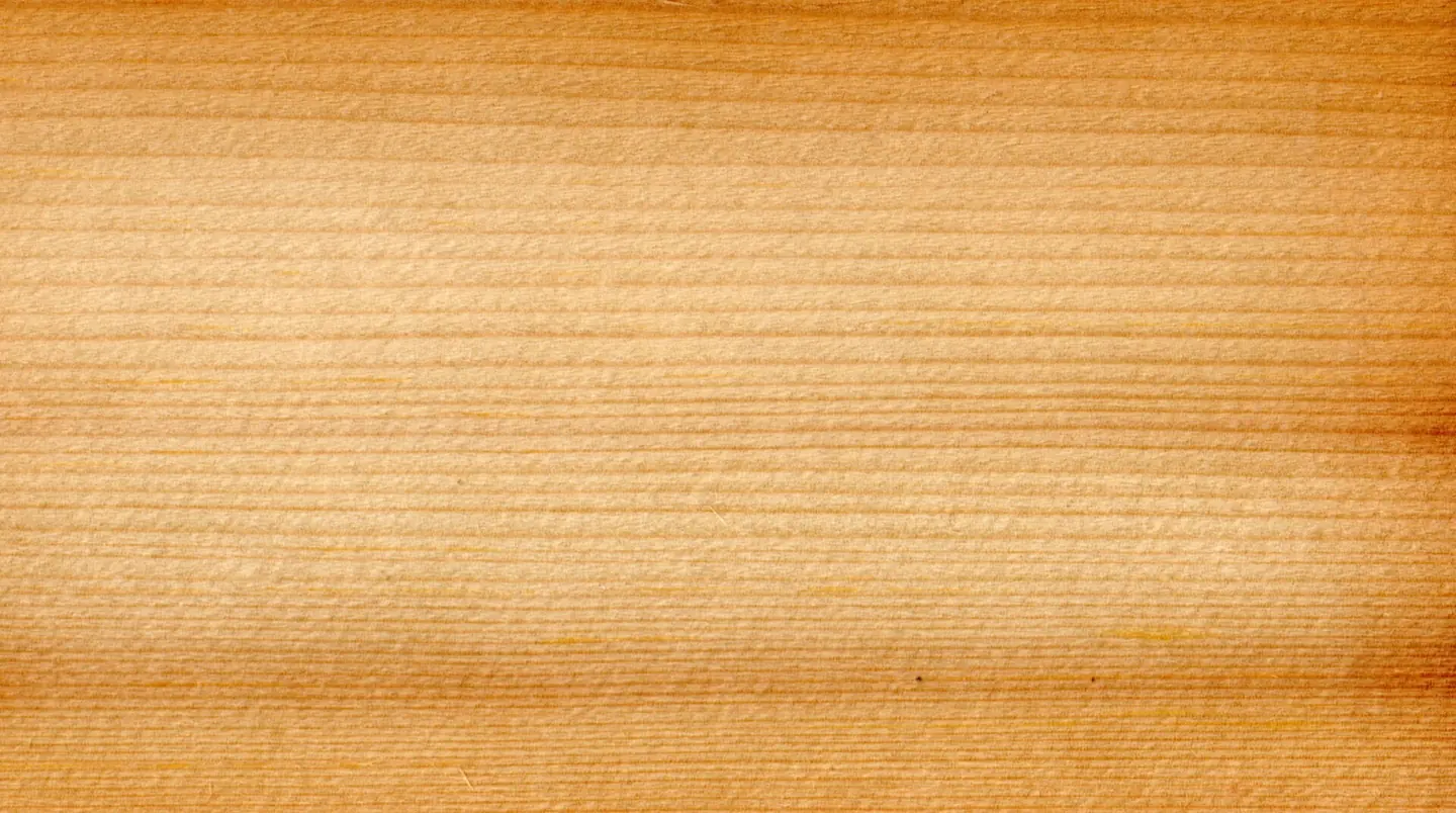 Eine Holzprobe der Gemeinen Fichte (Picea abies).